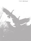 birds